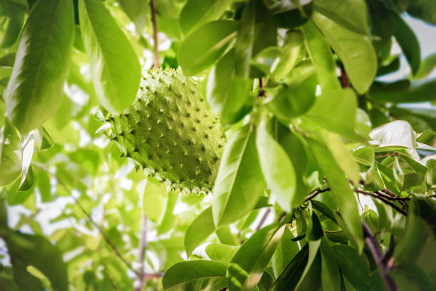 Hương mãng cầu - Hương vị độc đáo cho ngày hè Vitarom