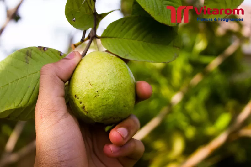 Khám phá hương ổi - nguyên liệu quan trọng trong sản xuất thực phẩm hương ổi