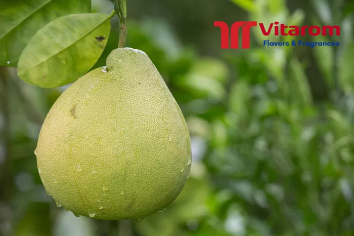 Hương bưởi trong ngành F&B hương bưởi