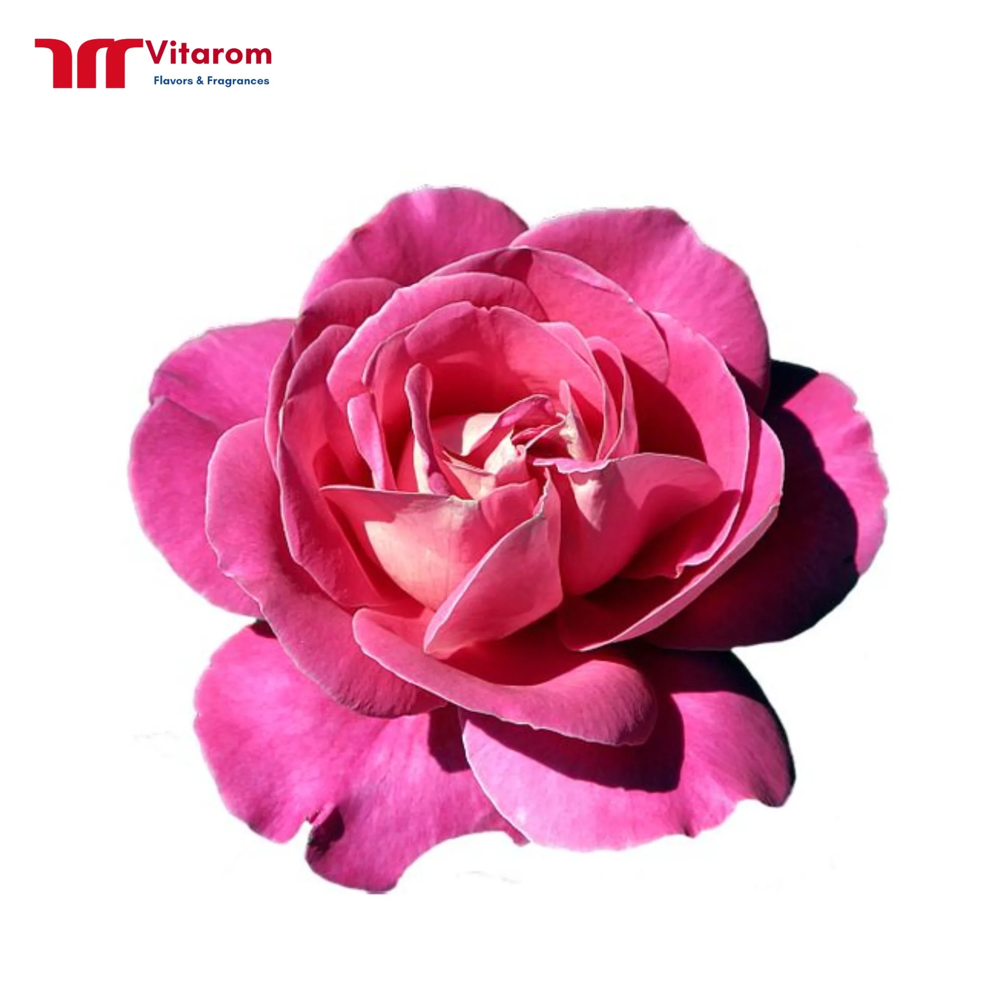 Hương Hoa Hồng Hương Hoa Hồng