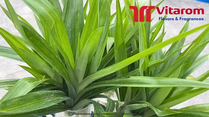 hương lá dứa