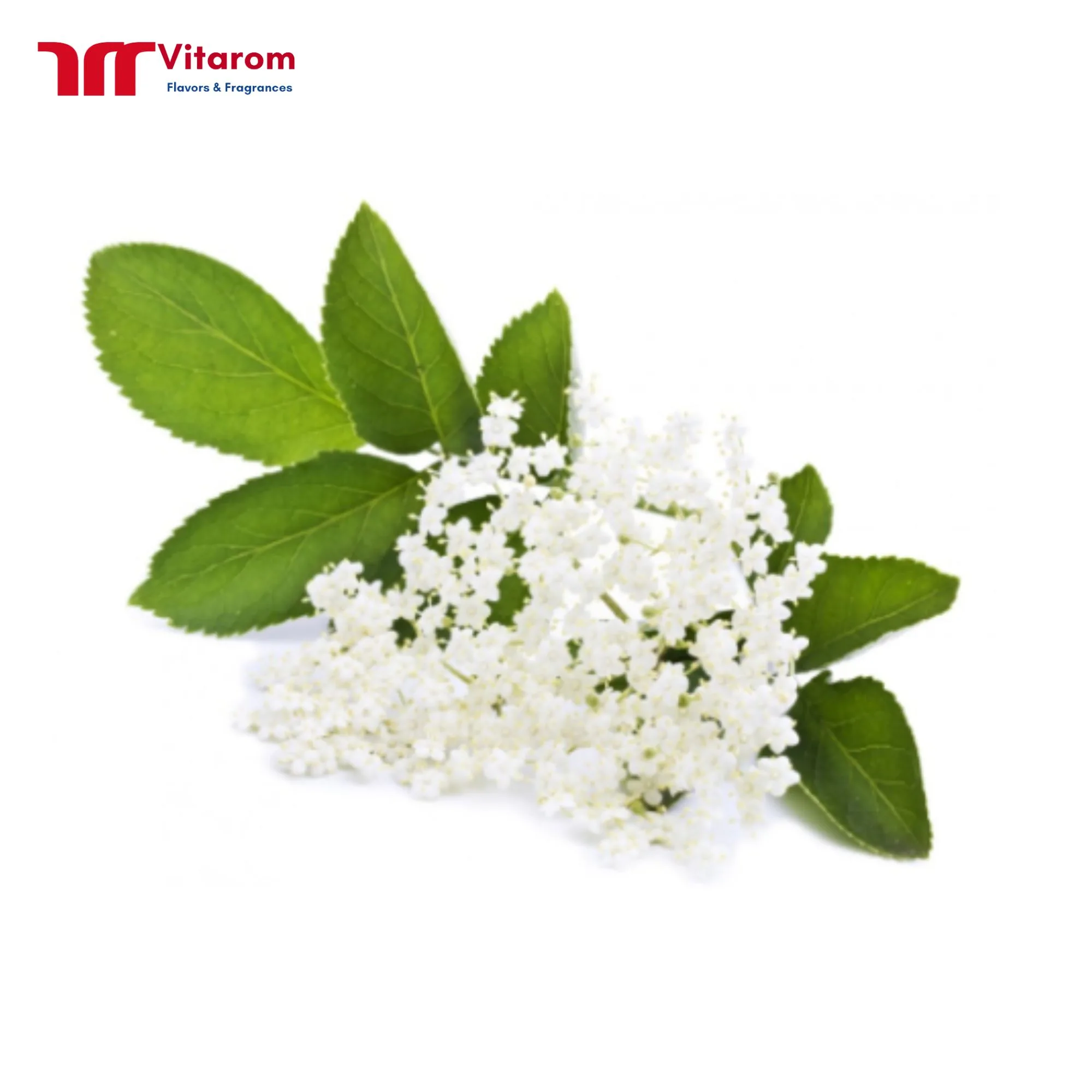 Hương Hoa Cơm Cháy Hương Hoa Cơm Cháy