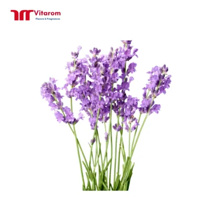 Hương Hoa Oải Hương